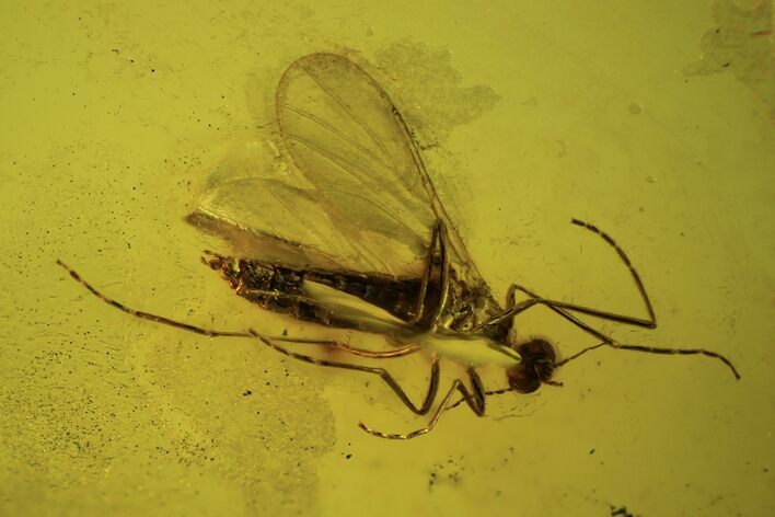 Detailed Fossil Fly (Diptera) In Baltic Amber #87117